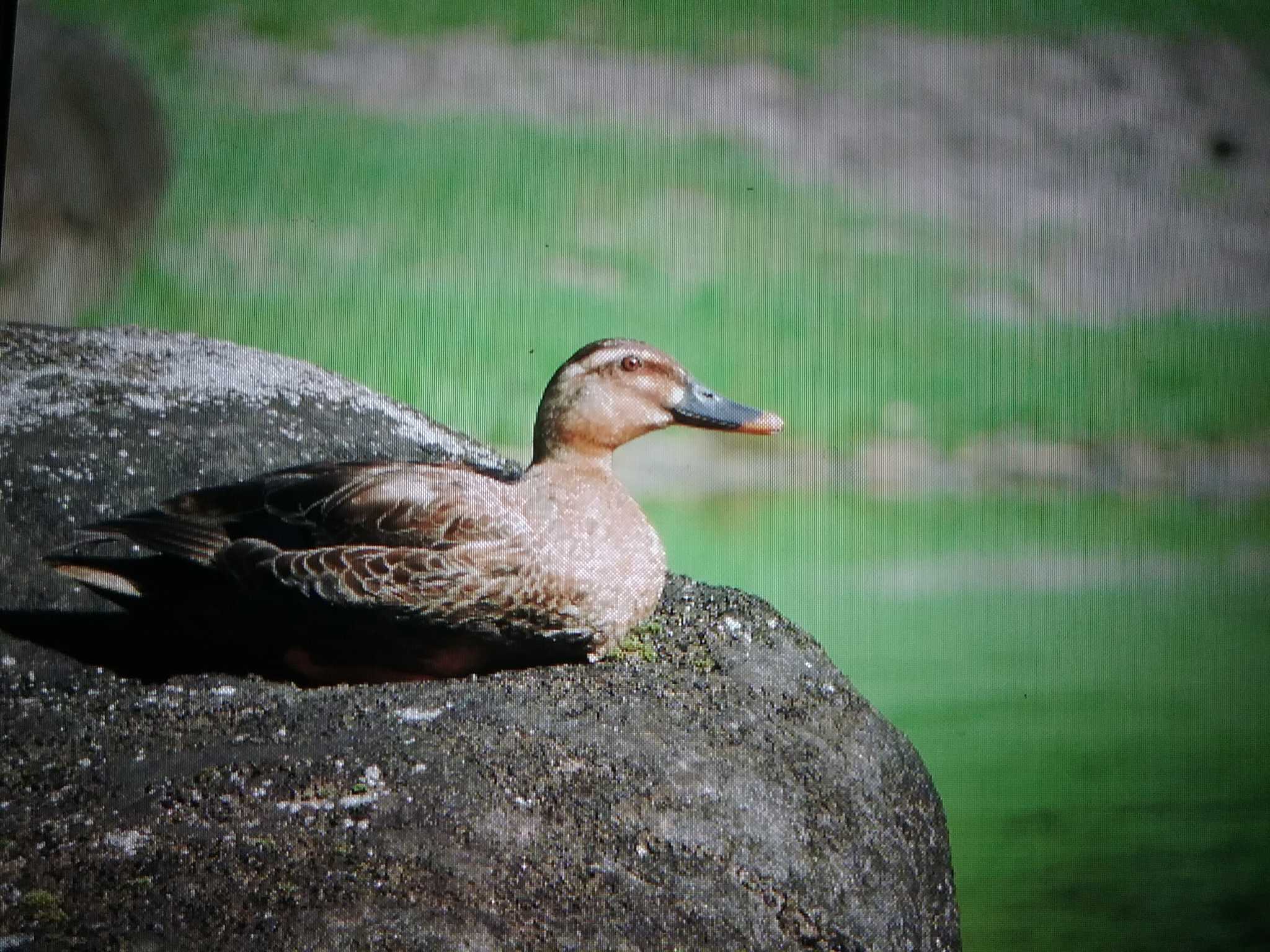 奈良公園 カルガモの写真