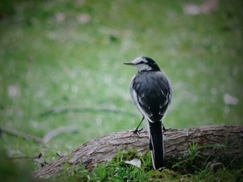 ハクセキレイ 奈良公園 2021年8月23日(月)