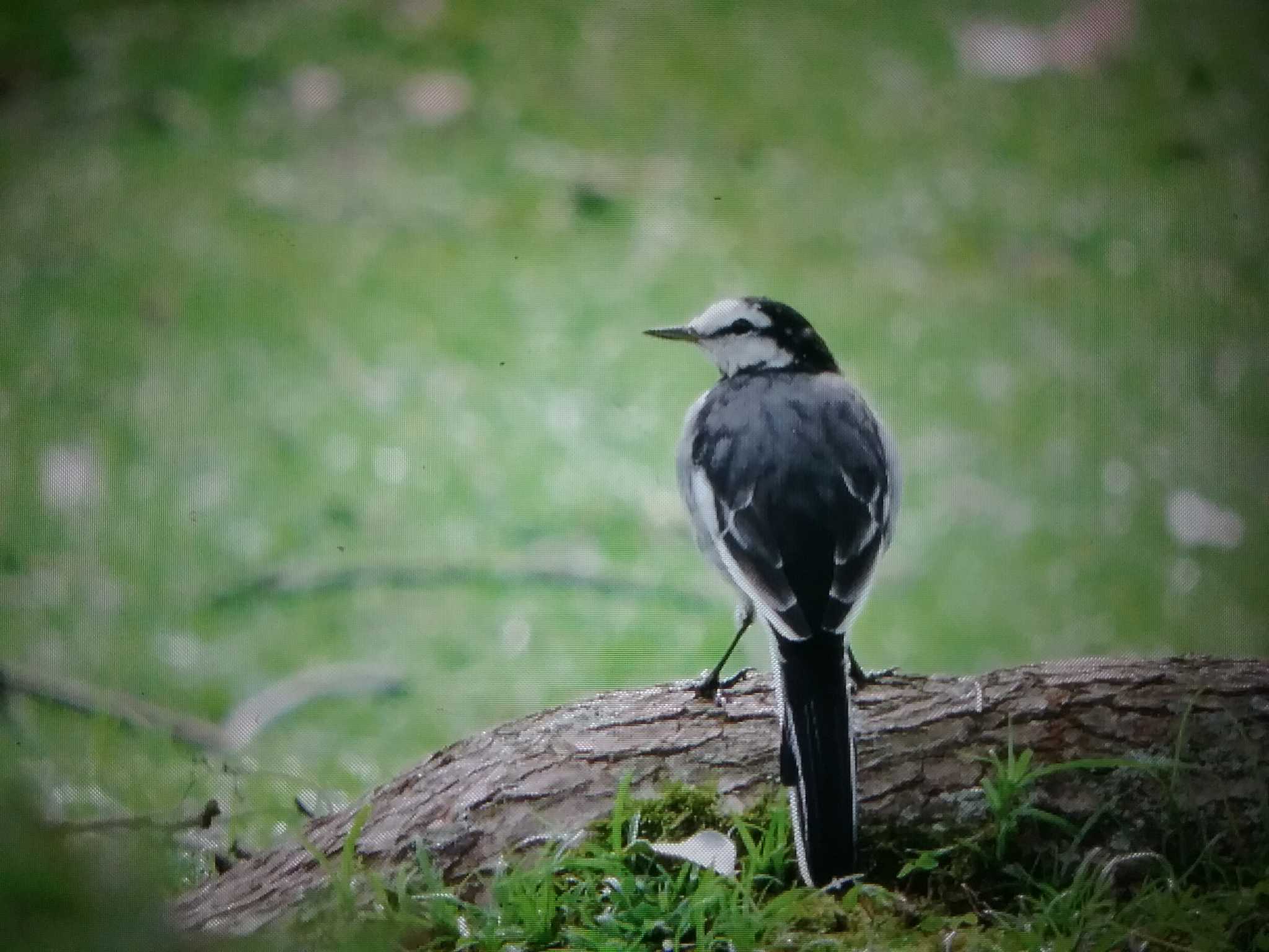 奈良公園 ハクセキレイの写真