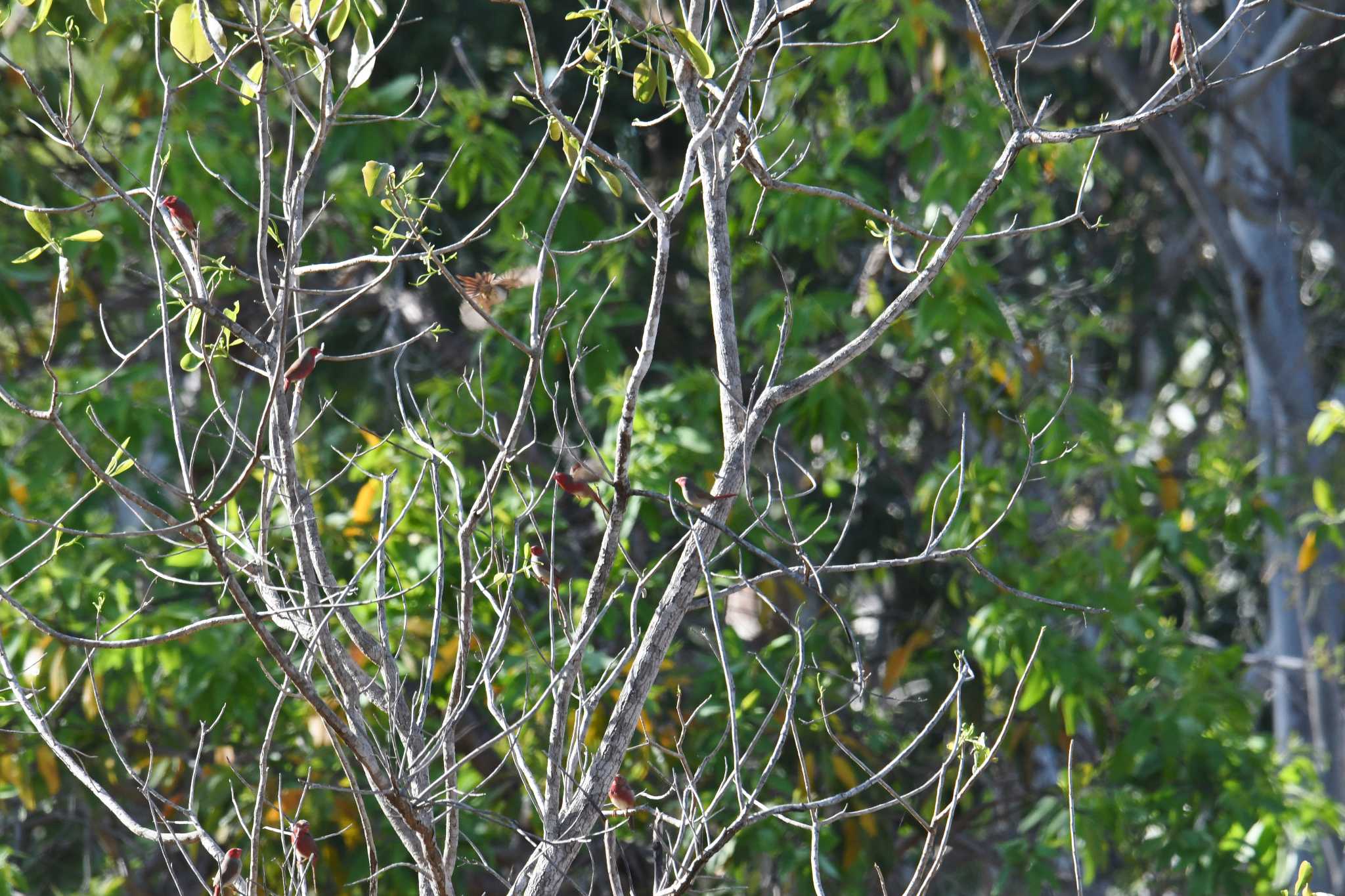 Crimson Finch