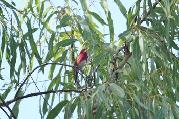 Crimson Finch Lake Field National Park Sun, 10/20/2019