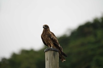 2021年8月23日(月) 松江市島根町の野鳥観察記録