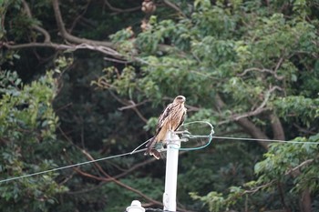 2021年8月23日(月) 松江市鹿島町の野鳥観察記録