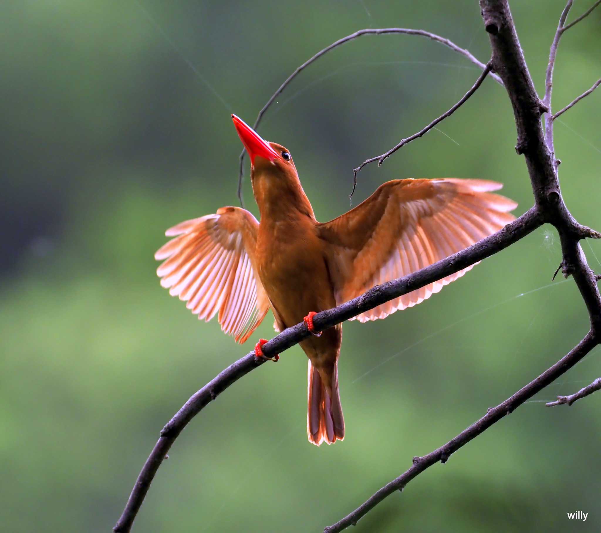 Photo of Ruddy Kingfisher(bangsi) at 沖縄本島 by willy