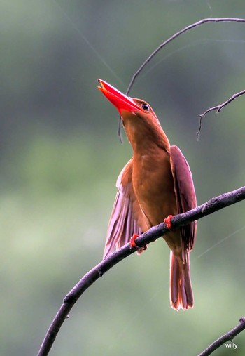 Ruddy Kingfisher(bangsi) 沖縄本島 Sun, 7/11/2021