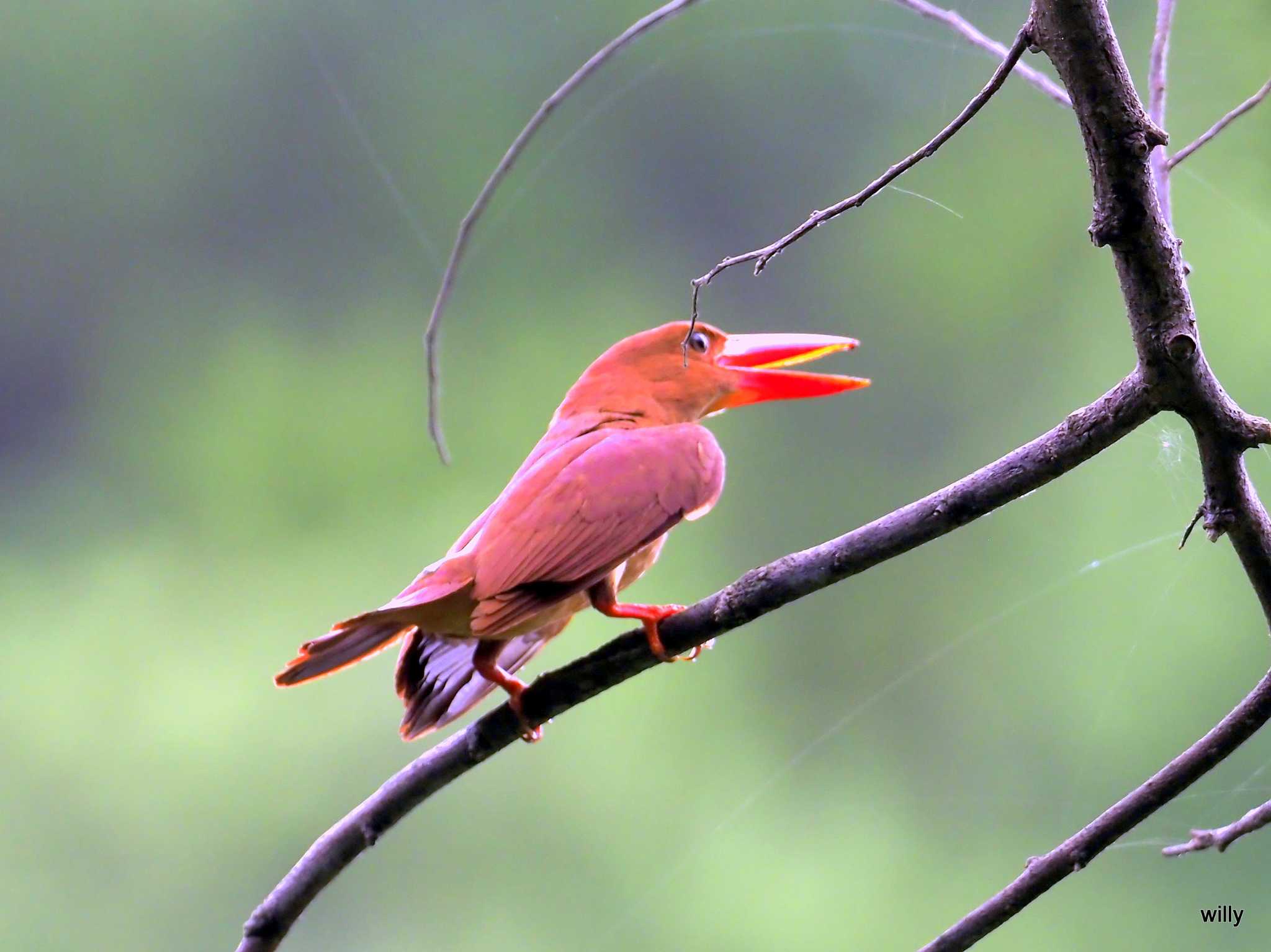 Photo of Ruddy Kingfisher(bangsi) at 沖縄本島 by willy