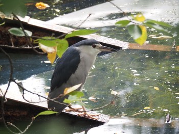 Black-crowned Night Heron 井の頭恩賜公園 Sun, 8/22/2021