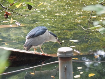 ゴイサギ 井の頭恩賜公園 2021年8月22日(日)