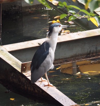 Black-crowned Night Heron 井の頭恩賜公園 Sun, 8/22/2021