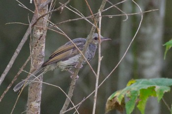 2021年8月23日(月) 福井緑地(札幌市西区)の野鳥観察記録