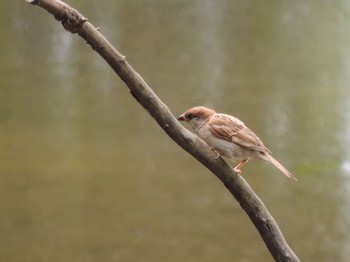 2021年8月23日(月) 葛西臨海公園の野鳥観察記録