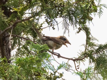 2021年7月10日(土) 染井霊園の野鳥観察記録