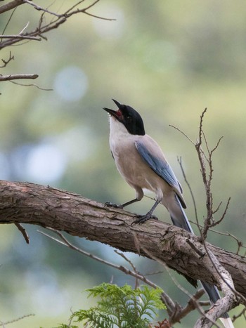 Azure-winged Magpie 染井霊園 Sat, 7/10/2021