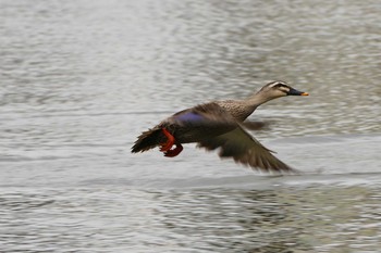 Eastern Spot-billed Duck Shakujii Park Fri, 4/7/2017