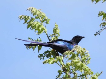 Long-tailed Glossy Starling