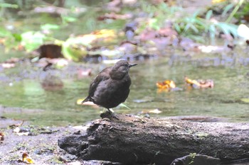 Brown Dipper 奥入瀬渓流 Tue, 8/24/2021