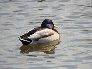 2017年3月28日(火) 永山新川の野鳥観察記録