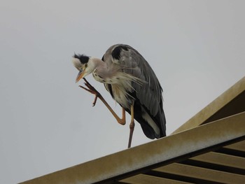 Sat, 8/21/2021 Birding report at 三条大橋(京都市中京区)