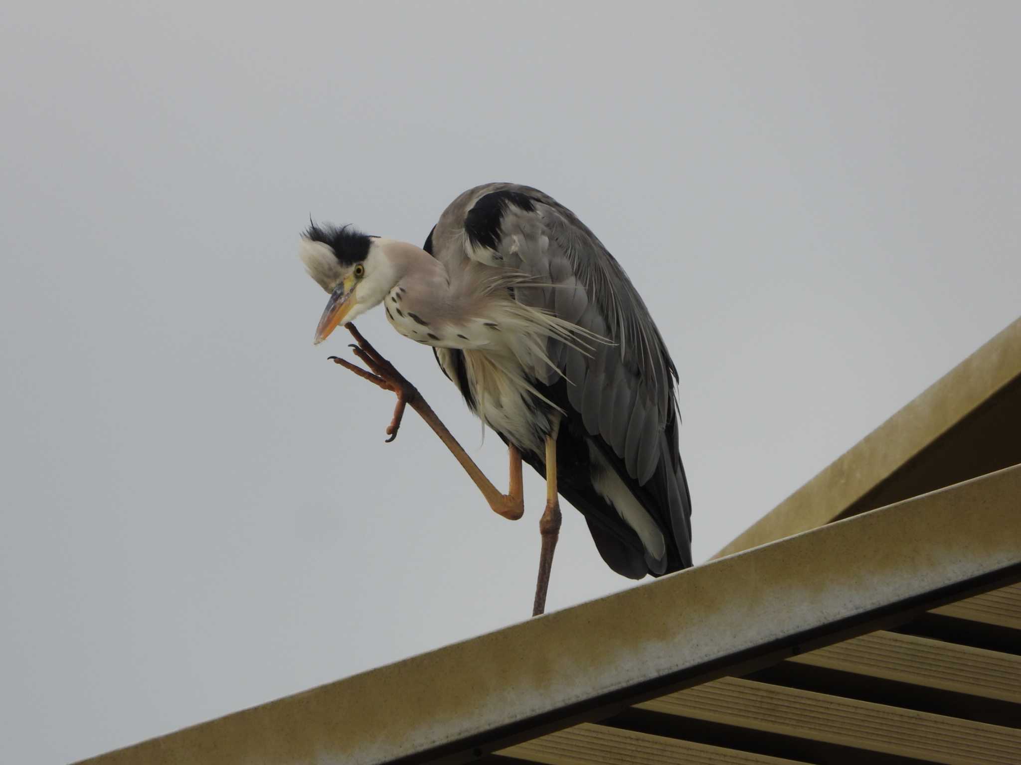 Photo of Grey Heron at 三条大橋(京都市中京区) by ひよひよ