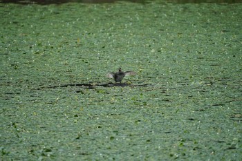 Tue, 8/24/2021 Birding report at 松江市下佐陀町