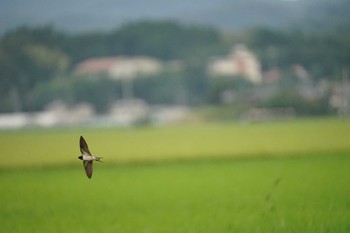 ツバメ 潟ノ内(島根県松江市) 2021年8月24日(火)