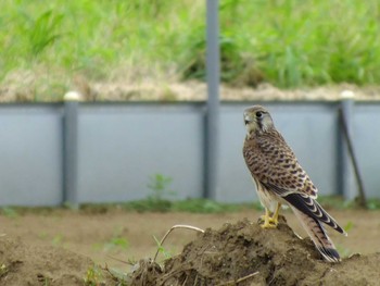 チョウゲンボウ 横浜市神奈川区 2021年8月24日(火)