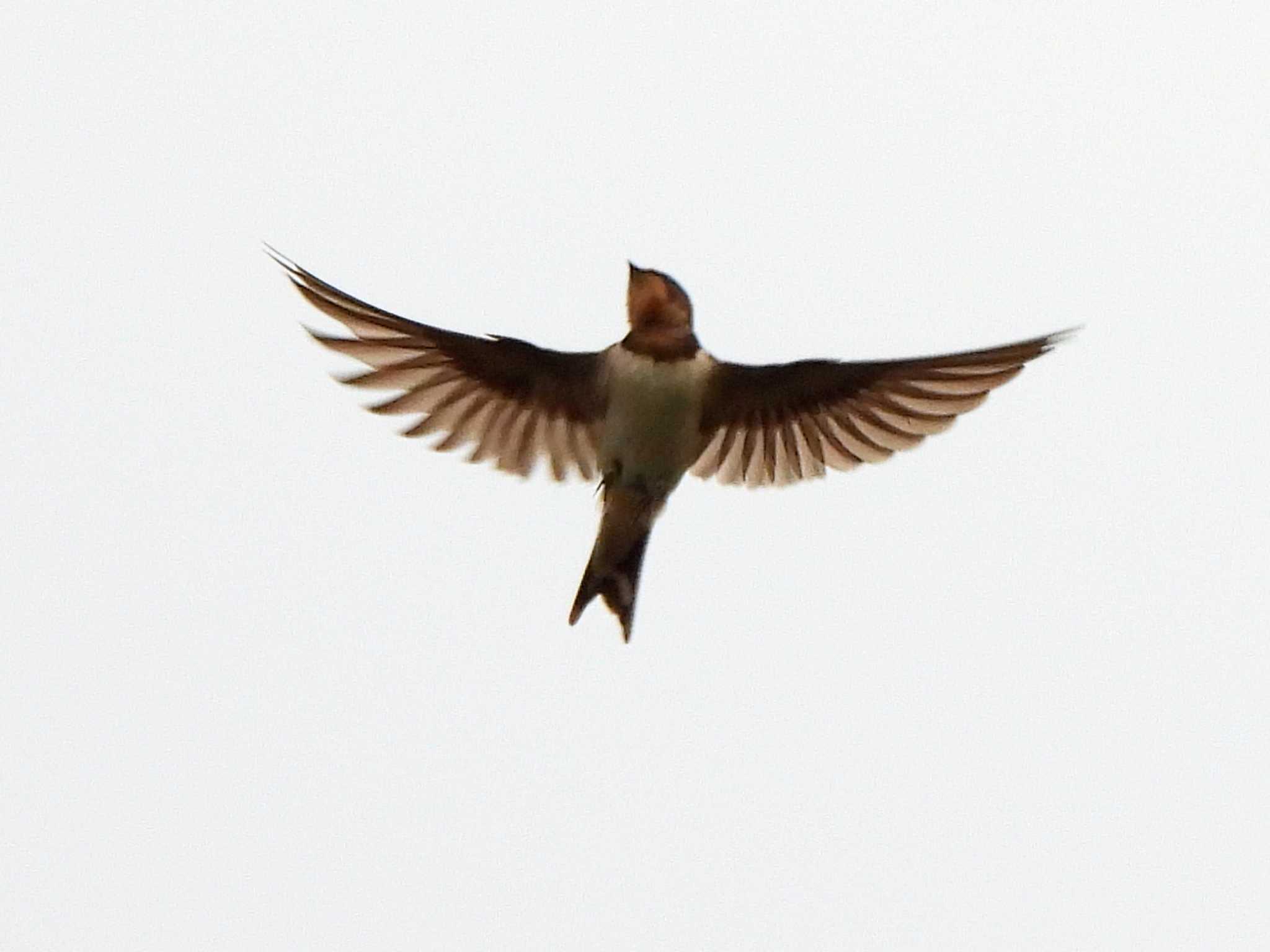 Barn Swallow