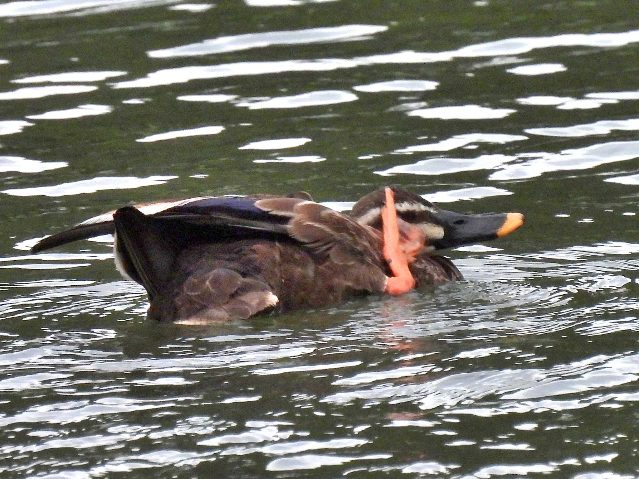 Eastern Spot-billed Duck