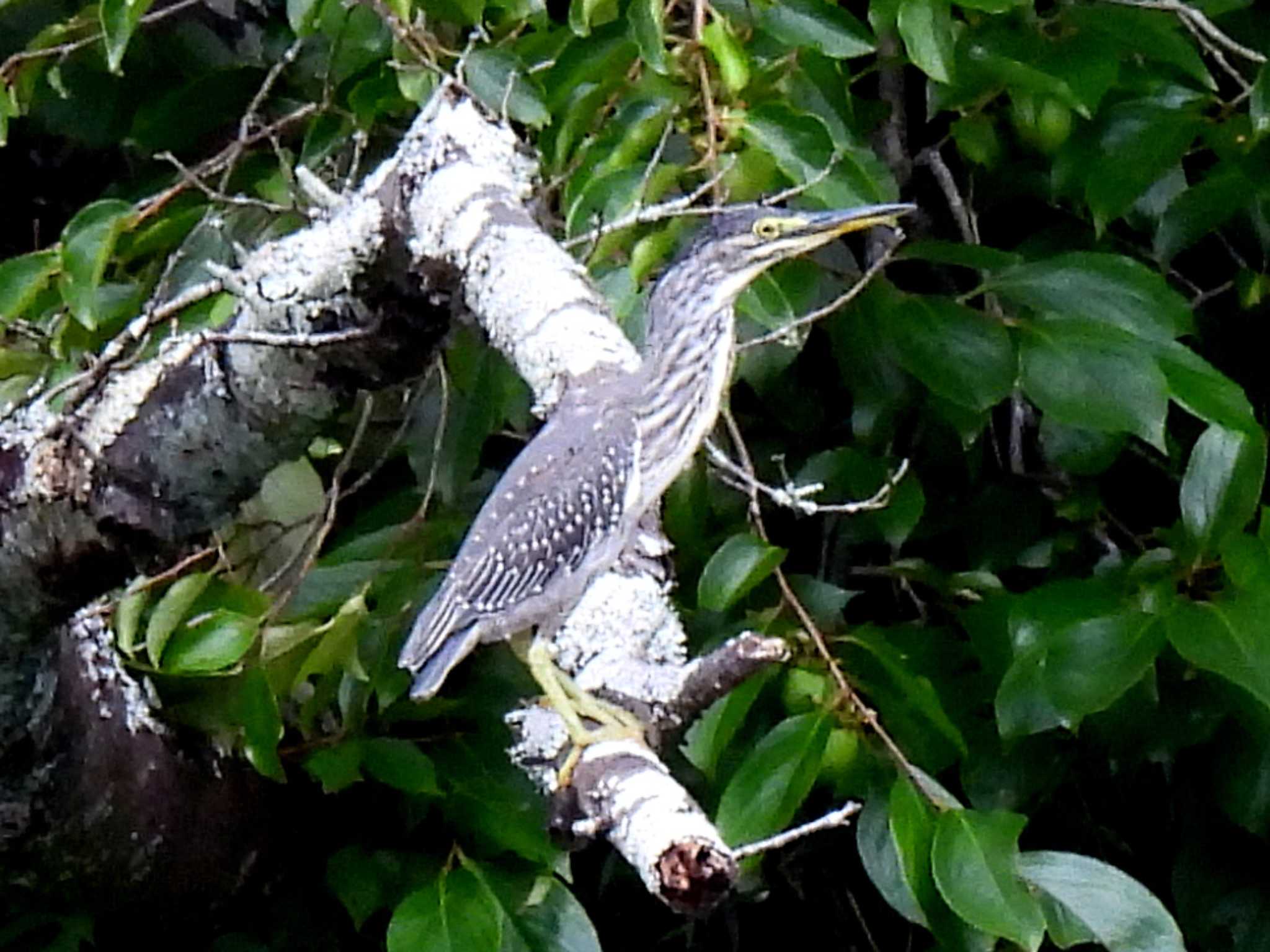 Striated Heron