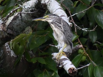 Tue, 8/24/2021 Birding report at 定光寺公園