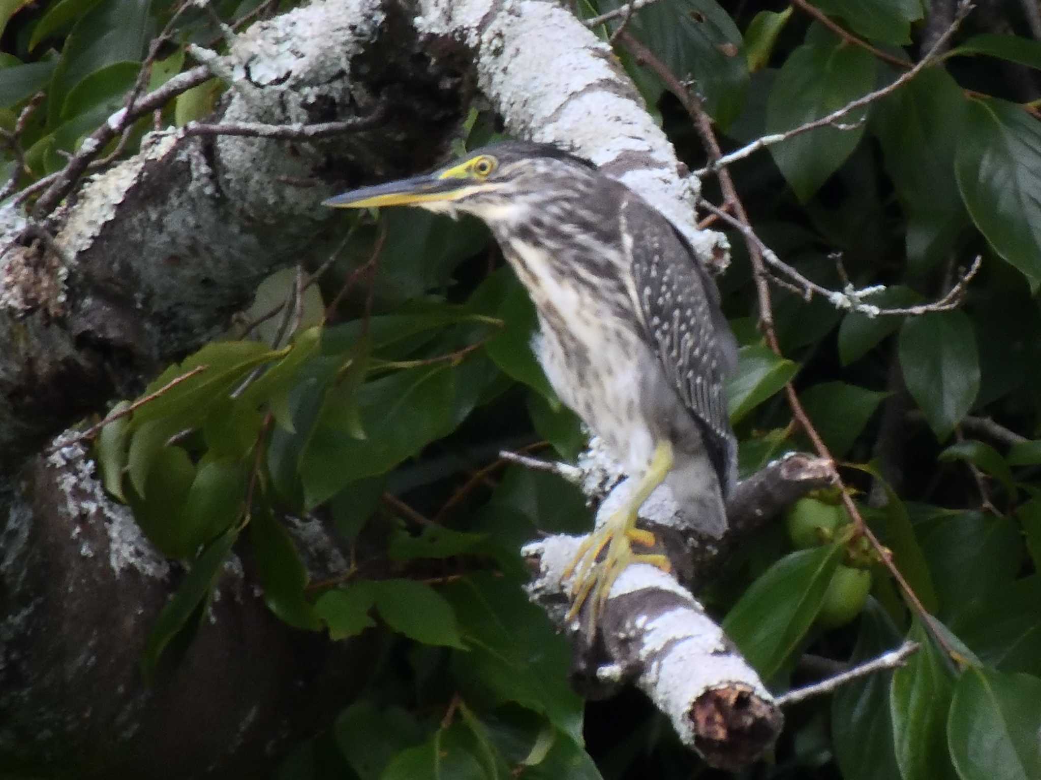 Striated Heron