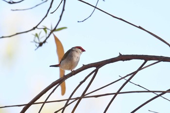 Red-browed Finch Lake Field National Park Sun, 10/20/2019