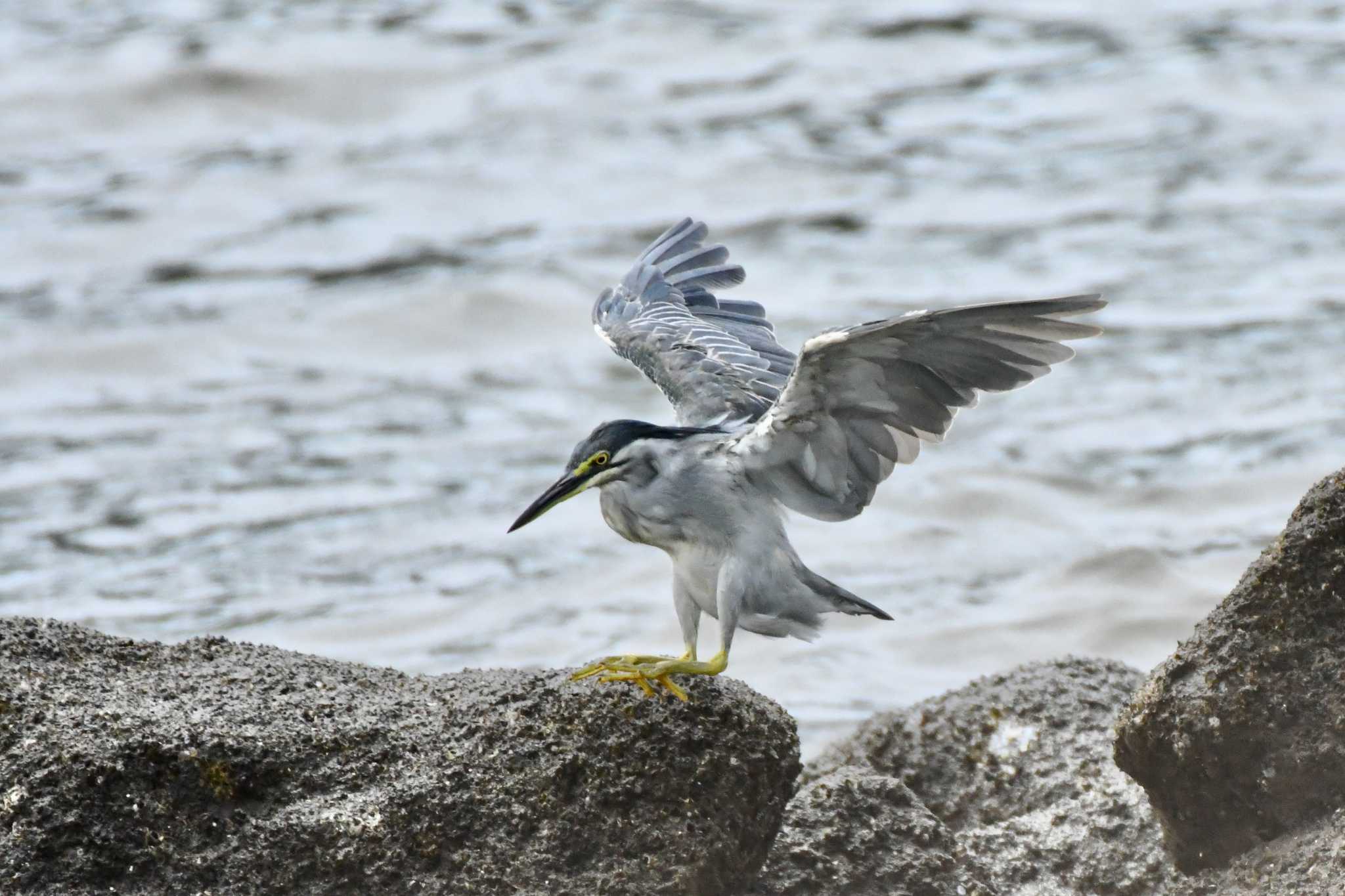 東京港野鳥公園 ササゴイの写真 by TK2