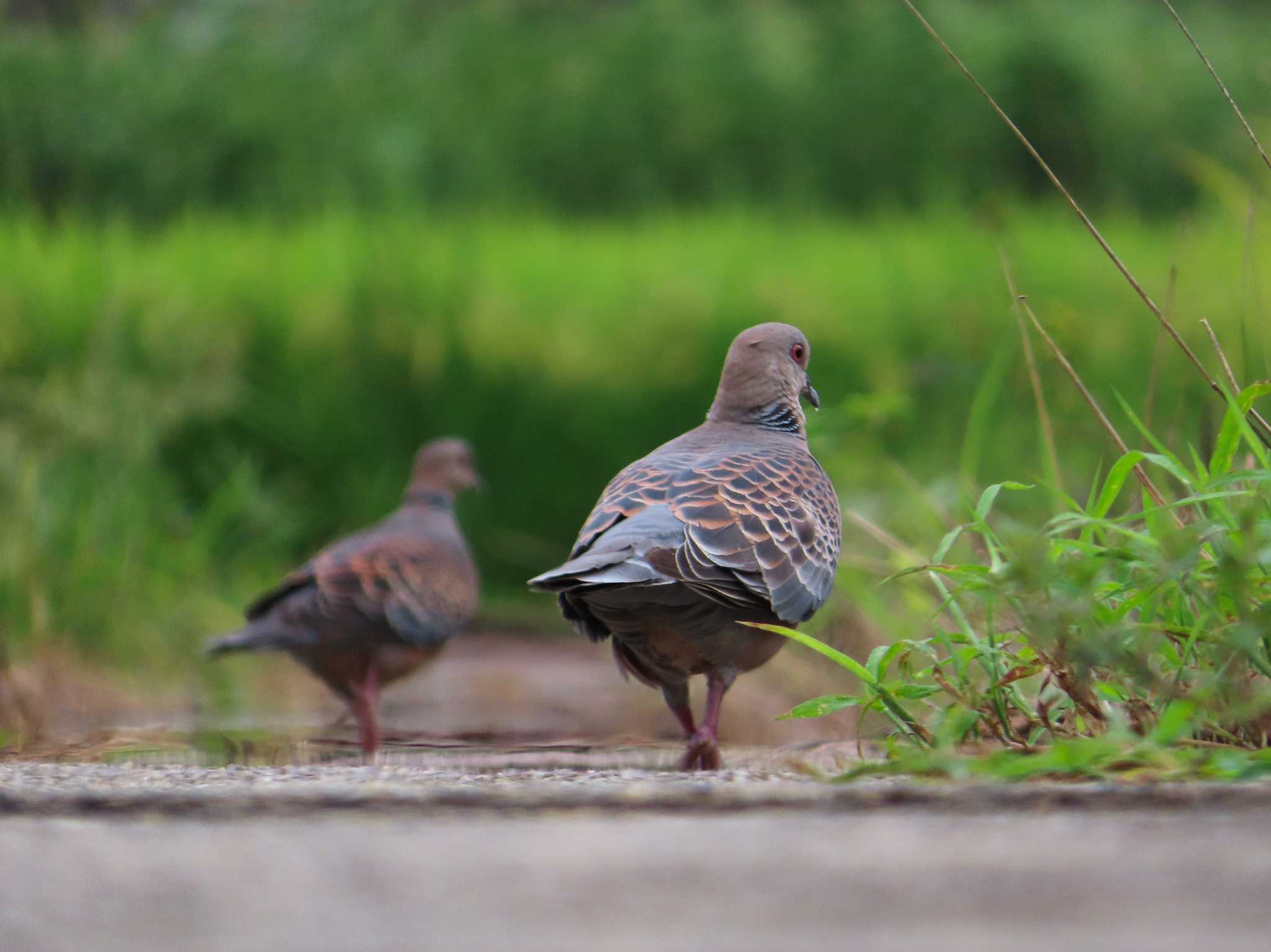 春日部市 キジバトの写真