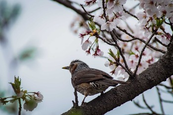 ヒヨドリ 津堂城山古墳 2017年4月9日(日)