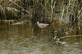 アカアシシギ 大阪南港野鳥園 2021年8月24日(火)