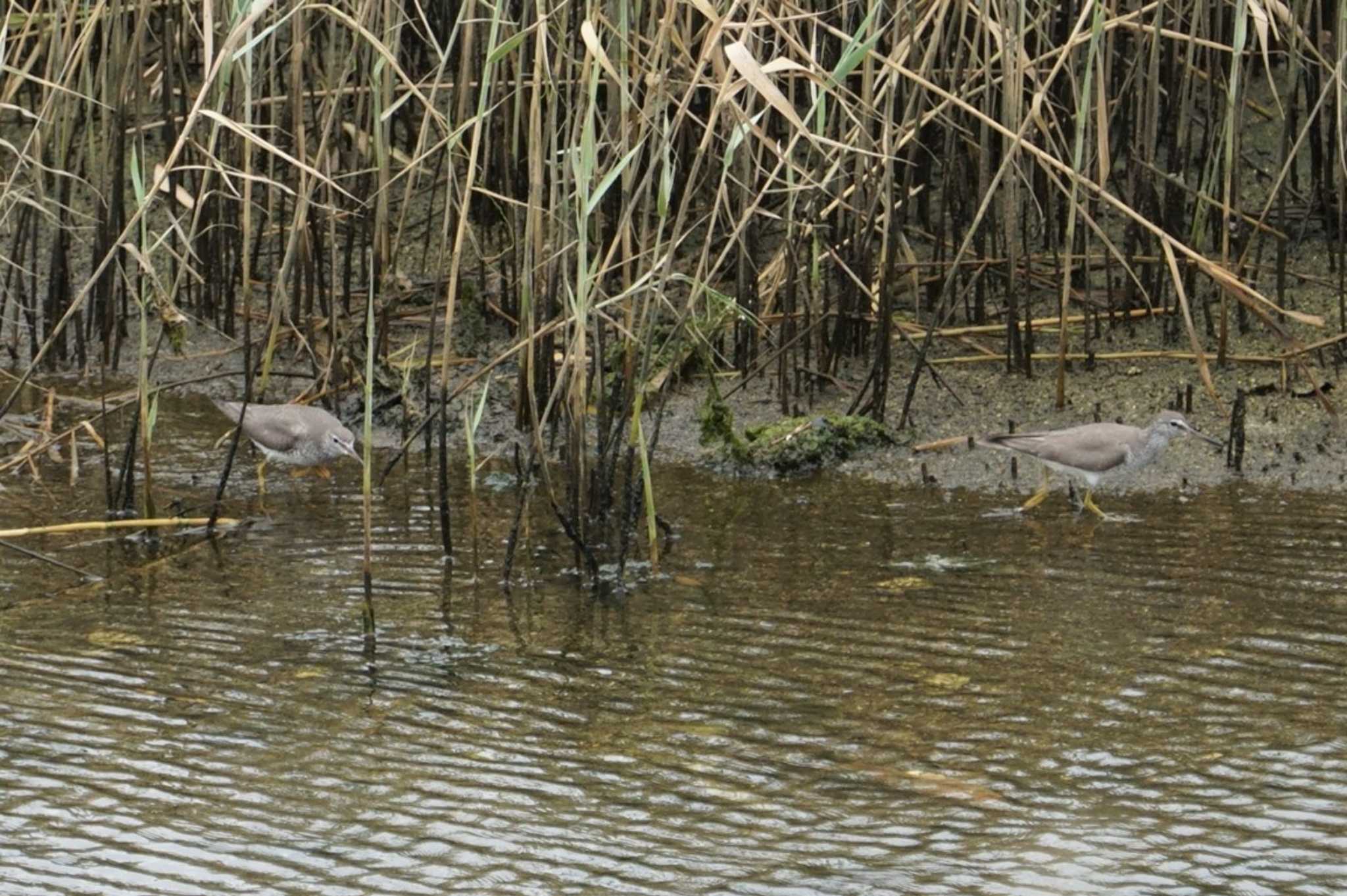 大阪南港野鳥園 キアシシギの写真