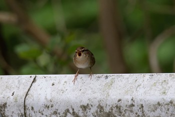 Asian Stubtail Hayatogawa Forest Road Mon, 5/2/2016