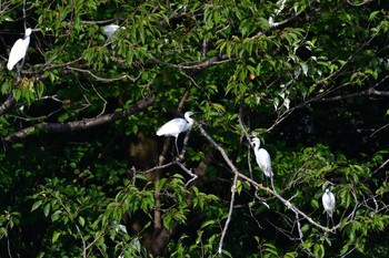 2021年8月25日(水) 長浜公園の野鳥観察記録