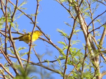 Brimstone Canary ザンビア Unknown Date