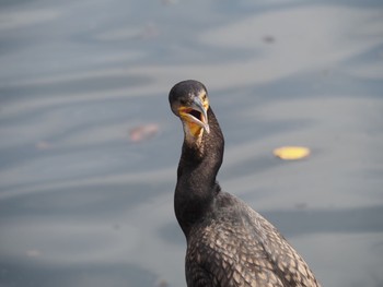 Great Cormorant Unknown Spots Wed, 8/25/2021