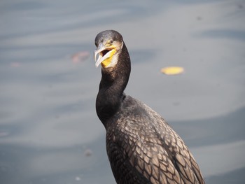 Great Cormorant Unknown Spots Wed, 8/25/2021