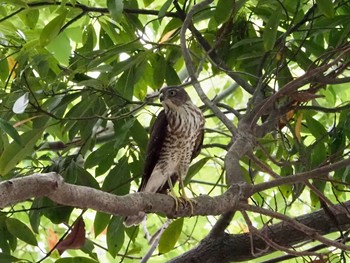 Japanese Sparrowhawk Mizumoto Park Wed, 8/25/2021