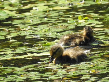 マガモ 百合が原公園 2021年6月23日(水)