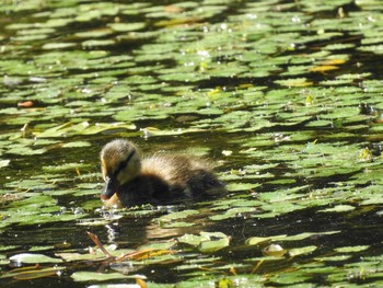 マガモ 百合が原公園 2021年6月23日(水)