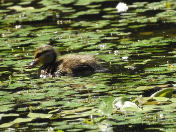 マガモ 百合が原公園 2021年6月23日(水)