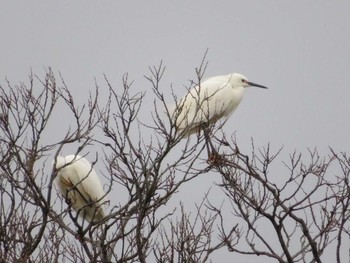 Little Egret 松川沿い Sat, 4/8/2017