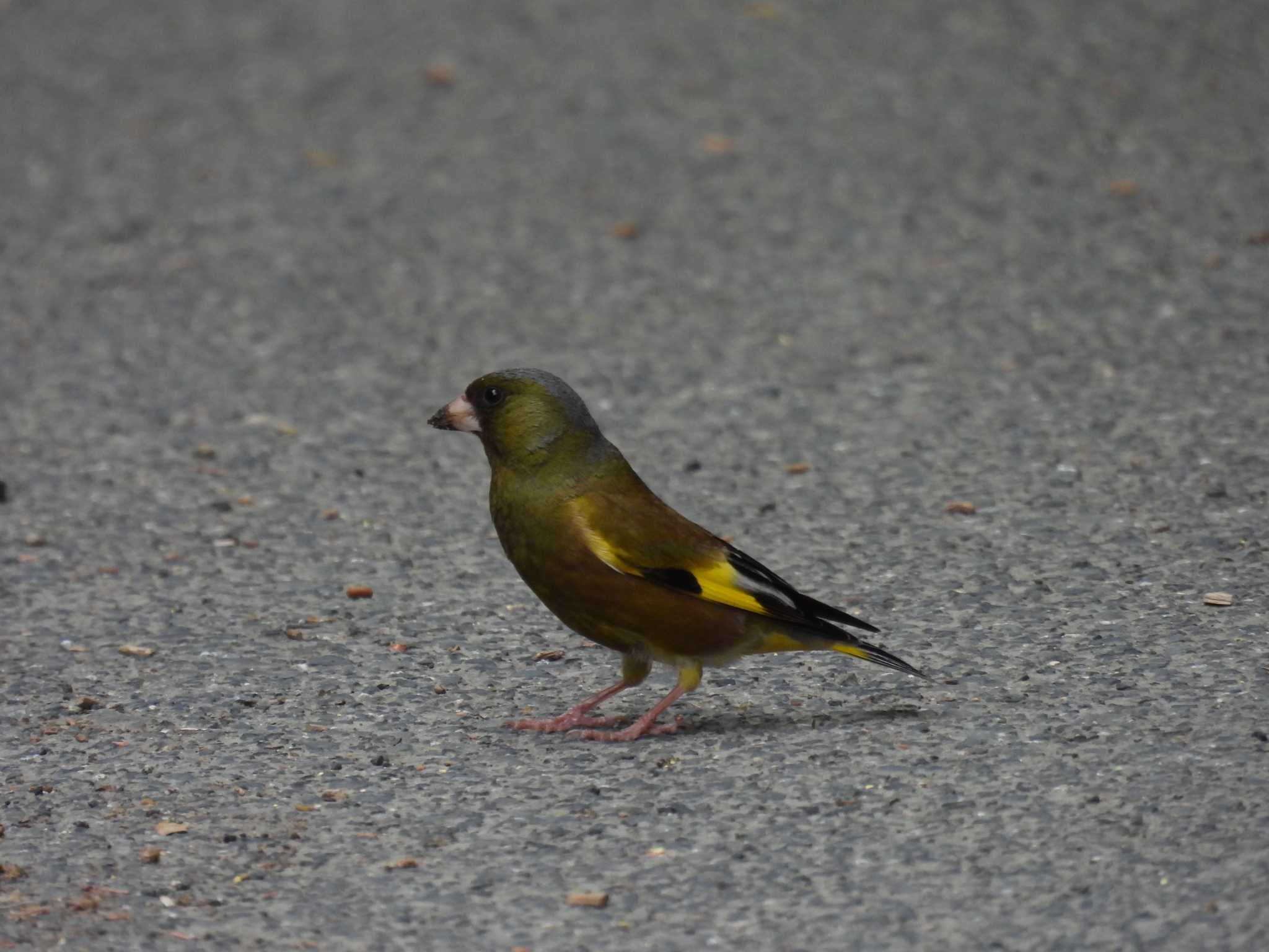 Photo of Grey-capped Greenfinch at 広島県立びんご運動公園 by 大瑠璃力三郎