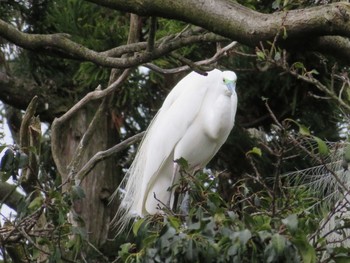 Great Egret 松川沿い Sat, 4/8/2017