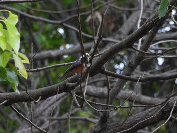 Varied Tit 広島県立びんご運動公園 Tue, 5/4/2021